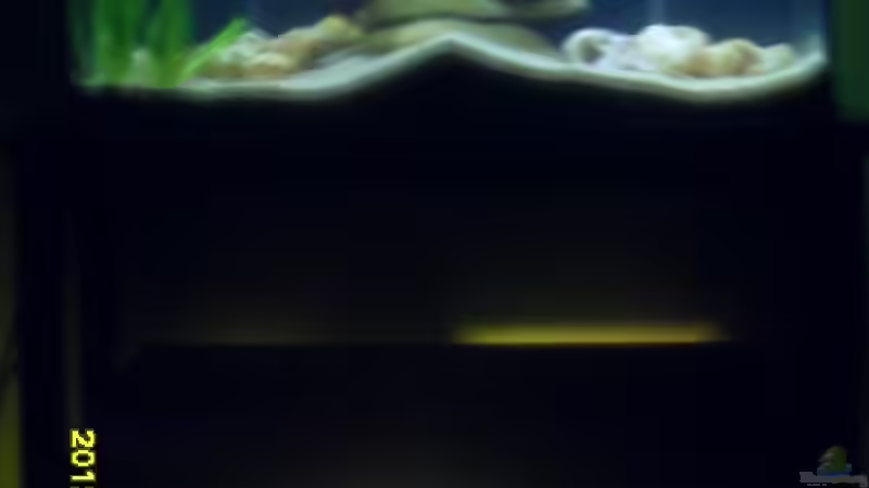 Das Regal mit 2 Aquarien. von Cichlidenfan (5)