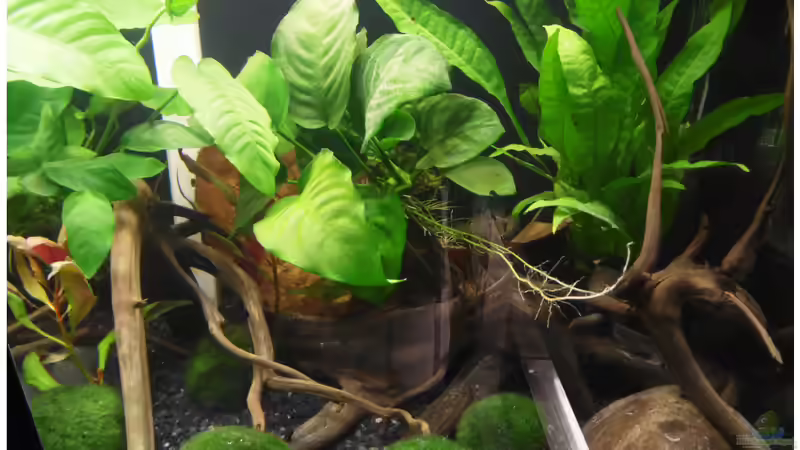 Das Revier der SBB von shiru_k10 (5)