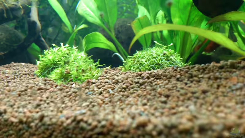 Das Riccia 1 Woche nach dem Einpflanzen von &lt;---MARCO---&gt; (5)