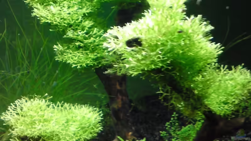 Das Riccia Fluitans nach einem Monat :-) von Patric (8)