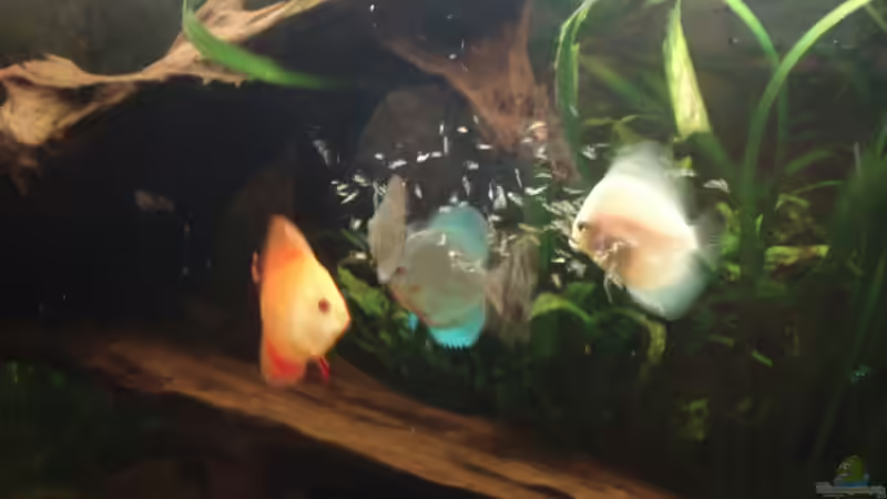 Das richtige Futter für Diskusfische – Warum Rinderherz keine Option sein sollte