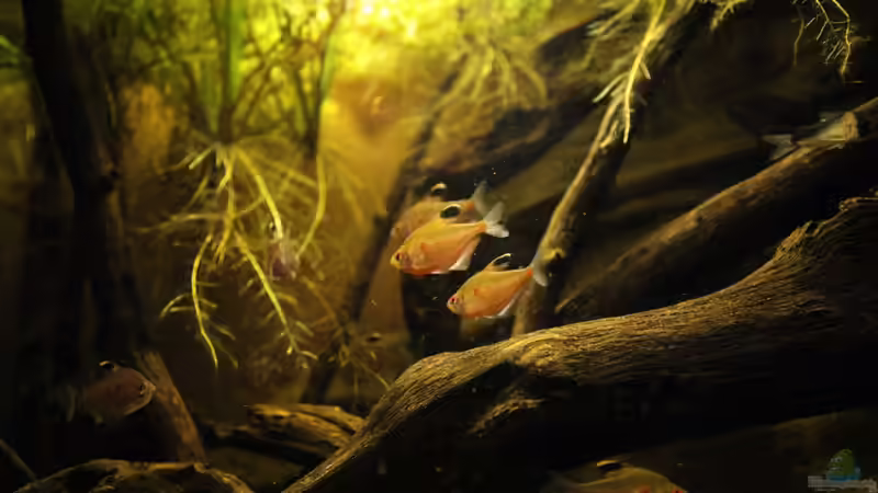 Das Rio-Negro-Becken am 15.02.2010