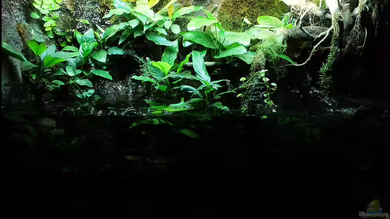 Das Riparium,ein kleiner Ausschnitt der Natur !