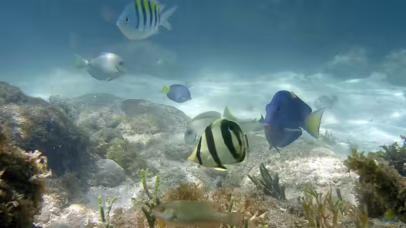 Das Rote Meer: Heimat beliebter Zierfische