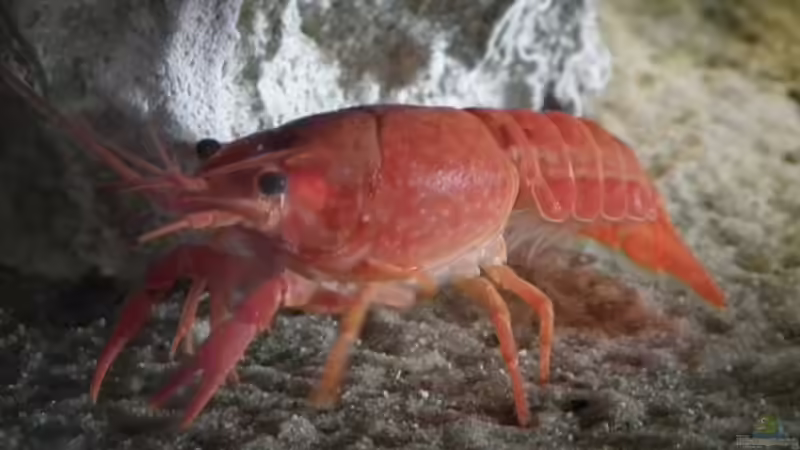 Das Rote Weibchen von Peter Tippmar (15)