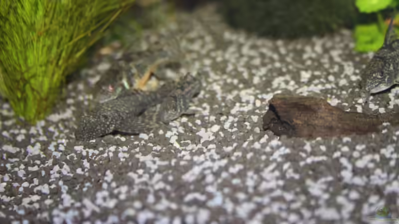 Das Rudel erwacht von Kasía (13)