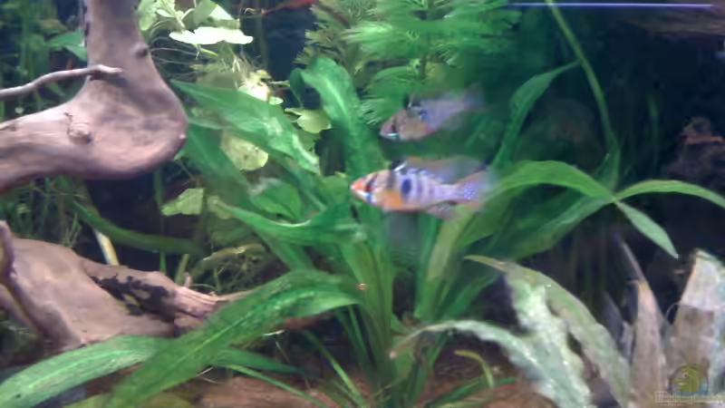 Das SBB-Paar von JBuehrke (6)