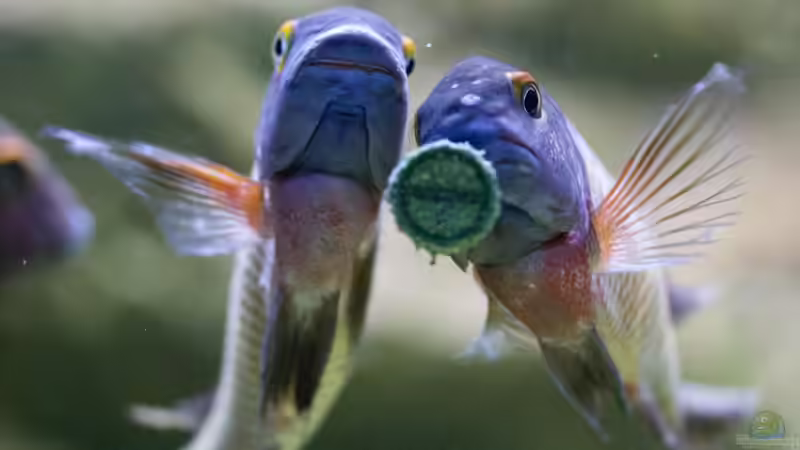 das schmeckt von Markus Walter (35)