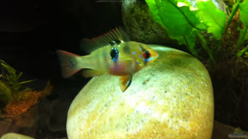 das Schmetterlingsbuntbarsch Weibchen kurz vor der Eiablage von linlan (31)