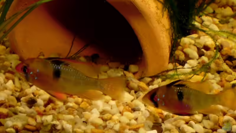 Das Schmetterlingsbuntbarschpärchen erkundet die neue Tonröhre von Chris P. (14)