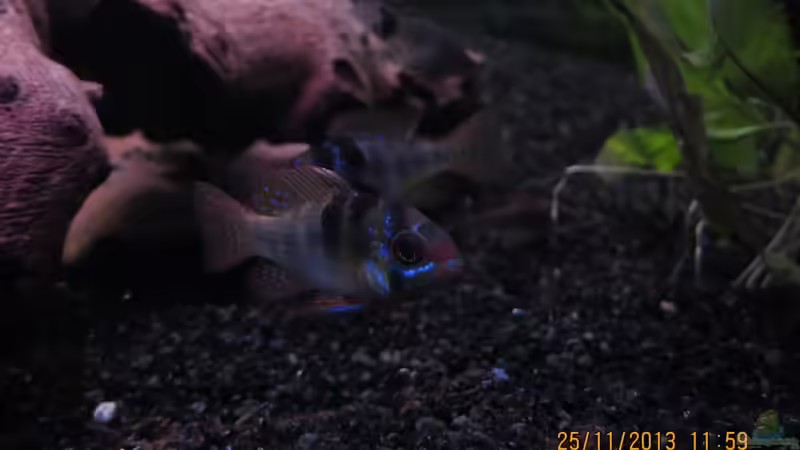 Das Schmetterlingsbuntbarschpärchen von janine wolf (10)