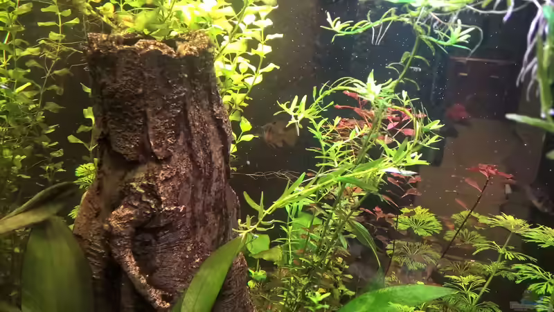 Das Schmetterlingsweibchen von juweler4567 (4)