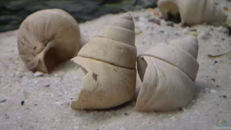 Das Schneckenhaus Neothauma tanganyicense  von Mike Schümann (2)