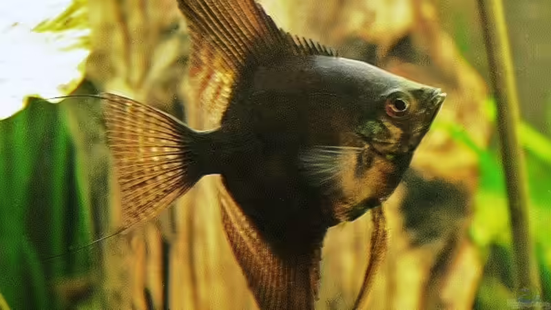 Das schwarze Schaf in der Gruppe von Grobi (41)