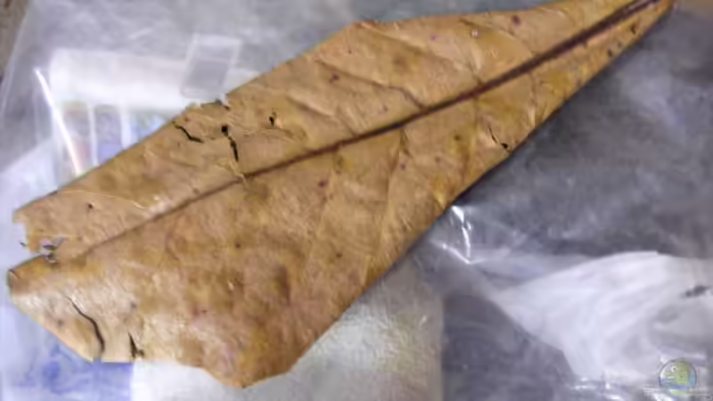 Das Seemandelbaumblatt