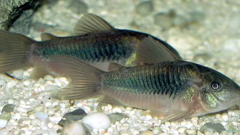 Das sind die 10 beliebtesten Zierfische