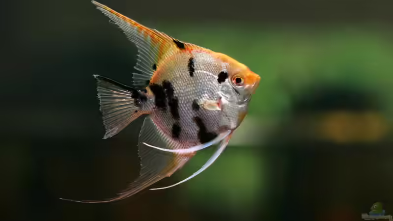 Das sind die 10 beliebtesten Zierfische