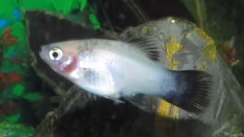 Das sind die 10 beliebtesten Zierfische