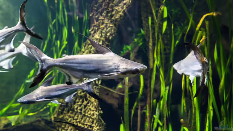 Das sind die 10 häufigsten Fehler bei der Vergesellschaftung von Aquarienfischen
