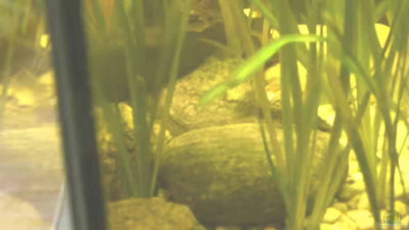 DAS SIND DIE GROßEN STEINE MIT EINEM KLEIN SAUGIE IM ECKBECKEN von Emmy Bergmann (8)