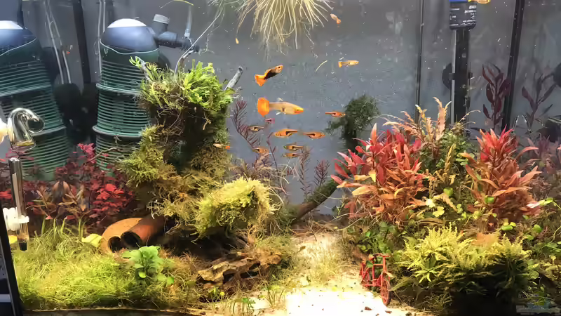 Das sind die letzten Bilder, das Becken ist einfach zu klein. Um so erstaunlicher von Maguma (13)