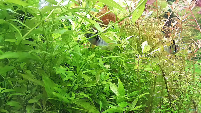 Das sind die neuen Amazonas Scape Bewohner.    von odin 68 (179)