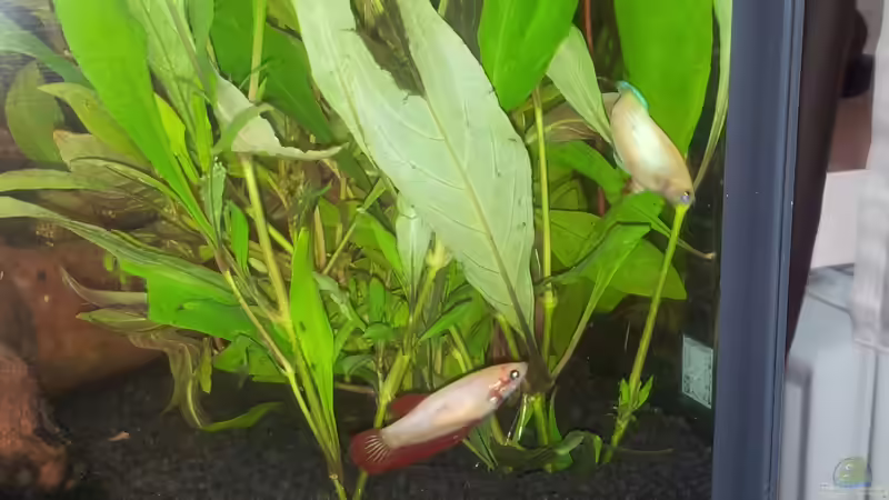 das sind ´Herberts´ Frauen... von oliK (15)