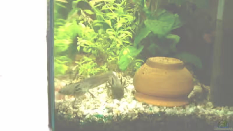 DAS SIND MEINE AXOLOTS :o) von Emmy Bergmann (13)