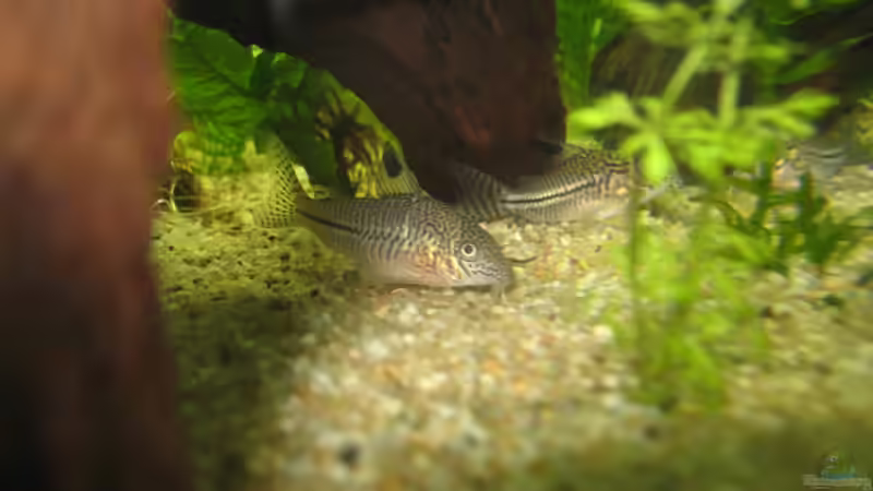 Das sind meine beiden Leopardenpanzerwelse von MaikH (2)