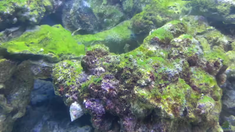 das sind meine grünalgen bei meiner eifahrphase ! von urbi (73)