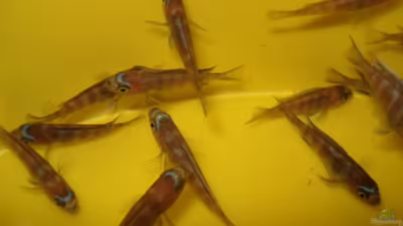 Das sind meine16  Elongatus Yellow Tails ca 2cm groß von Lukas Szewczyk (10)