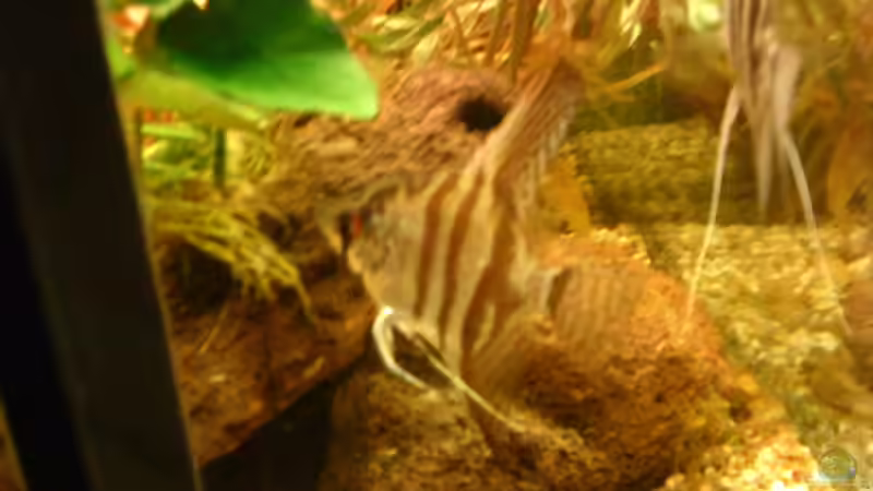 Das Skalarpaar von Marcus Roth (23)