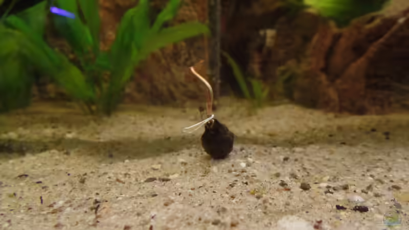 Das soll ein Tigerlotus sein! von raubsau (103)