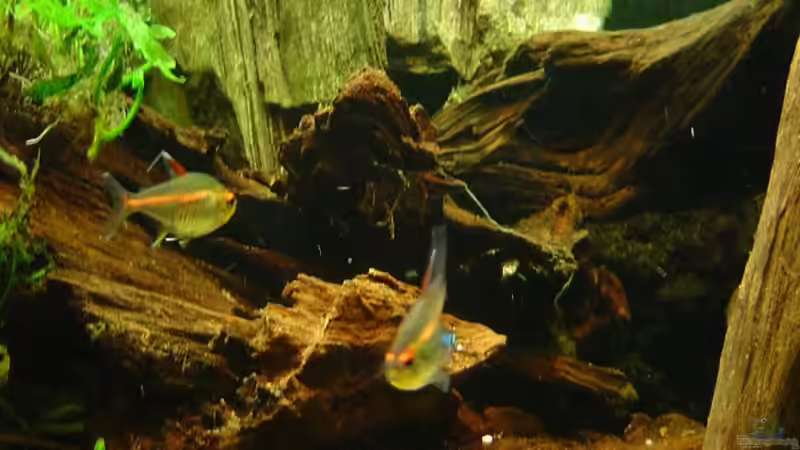 das Steinholz im Hintergrund von Cristian (10)