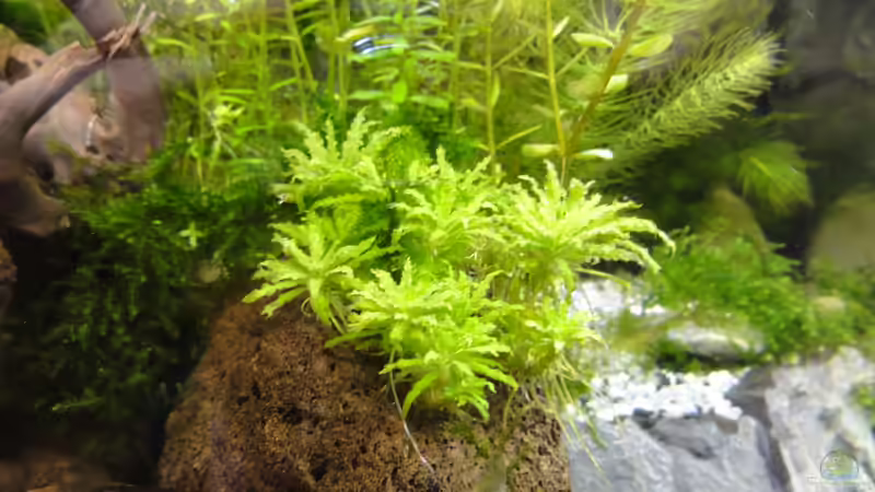 Malva moschata im Aquarium pflanzen (Einrichtungsbeispiele mit Sternkraut)