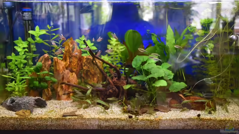 Das Südamerika Becken nach 6 Wochen von Acki50 (6)