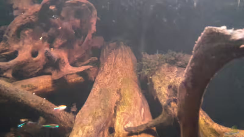 das südamerikanische aufgeklebte Moos mückert noch von mikeschchaos (8)