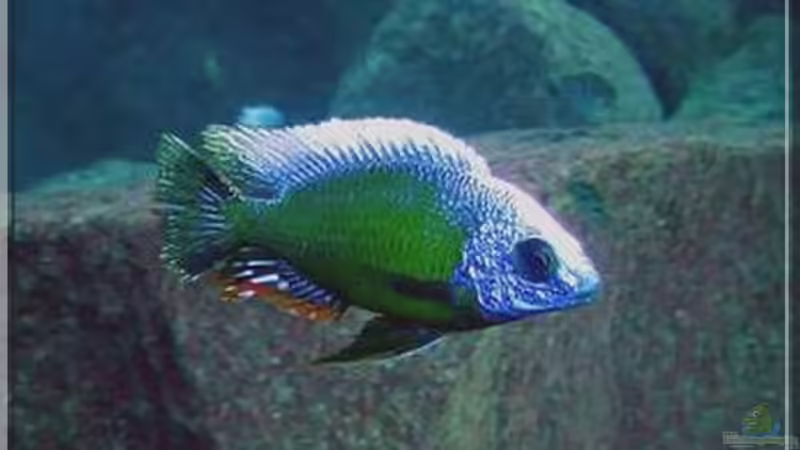 Das TAIWAN REEF im Malawisee