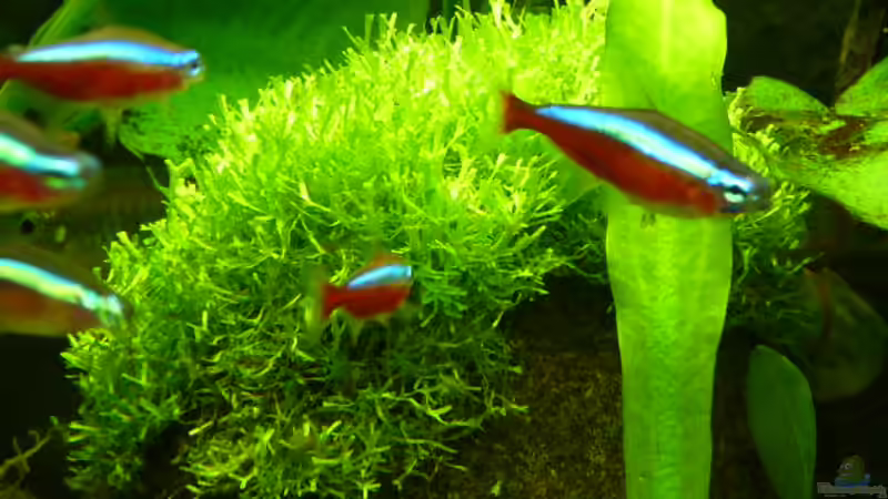 Das Teichlebermoos habe  mit einem Haarnetz auf dem Stein befestigt.  von Pogobeer (12)