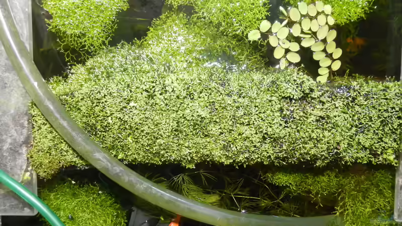 Das Teichlebermoos macht sich auf dem HMF breit. von miv (9)