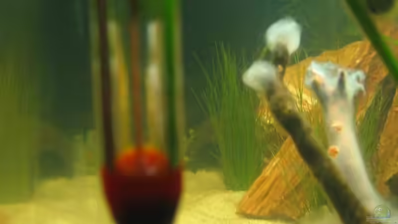 das Thermometer,zumindest ein teil davon ;) von julchen (11)