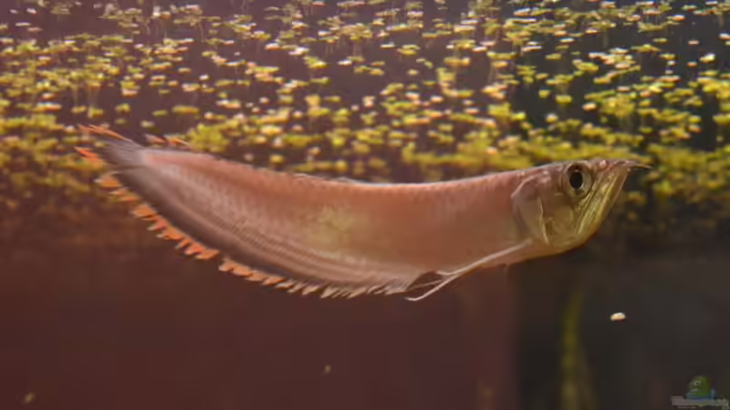 Das Tier ist nach dem Transport sofort fit gewesen und dreht schön seine Runden von GGuardiaNN (114)