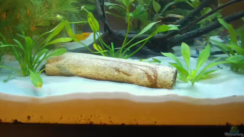 Das Tonrörchen kommt auch bald  von Andreas Reim (6)