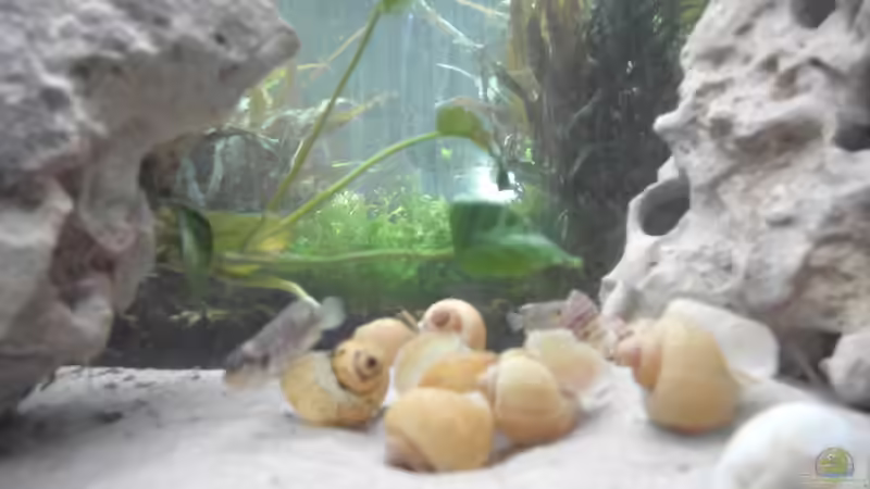 Das Tor in eine andere Welt, Tanganjika, Schnebubas von Biosphaeren (2)