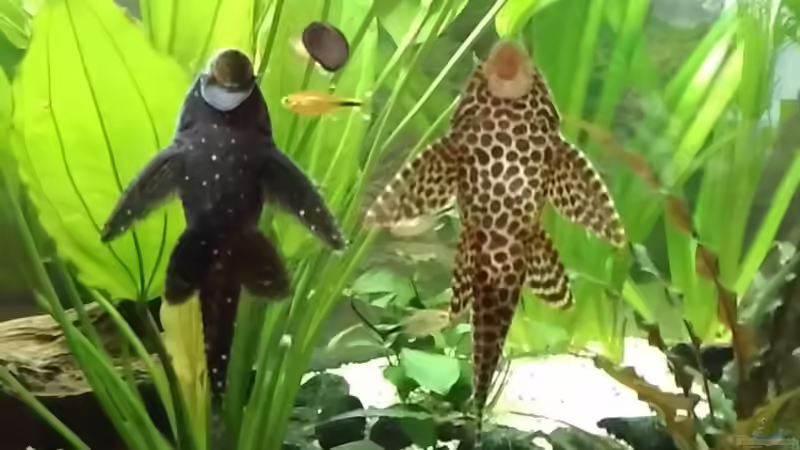 Das Traumpaar von Jörg Deußen (6)