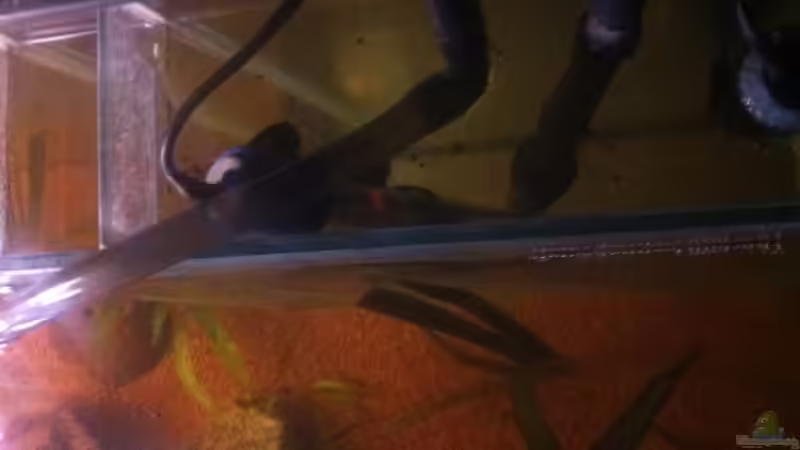 Das Ultimative Highlights Bioinnenfilter von Alexander Alexander (9)