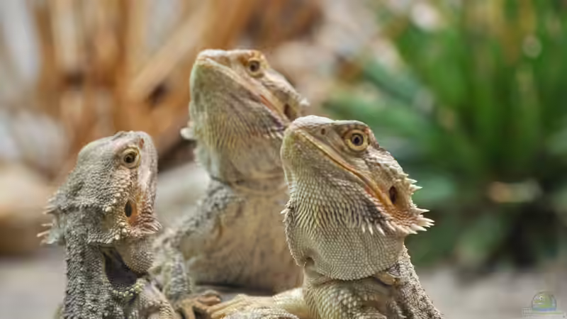 Das Ultimative Zuhause für Bartagamen: Ein Terrariumparadies gestalten