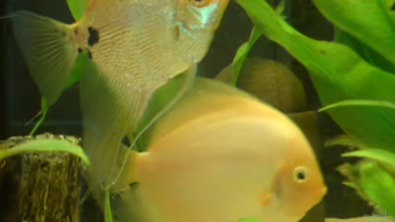 Das ungleiche Par. Die zwei sind unzertrennlich von Michael Seidel (28)