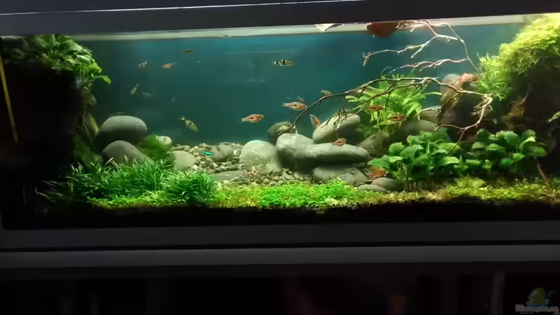 das Ursprungslayout im Aug.2017 von Grünhexe (36)