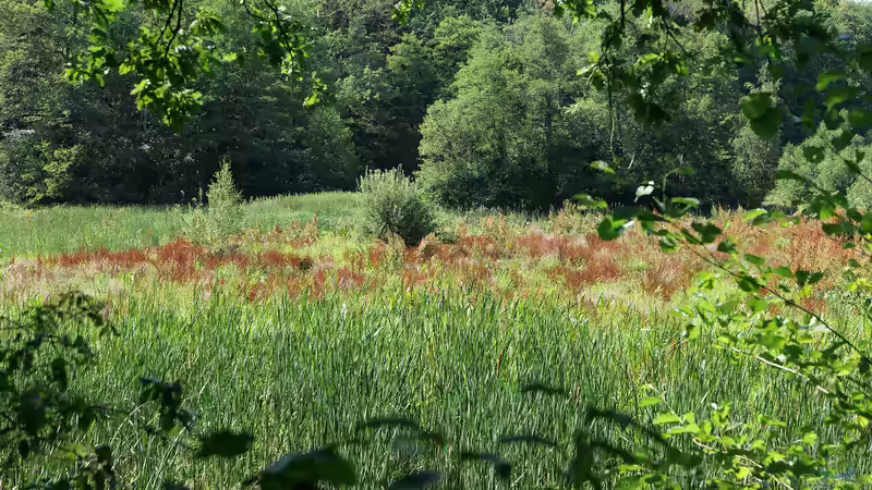 Das Verlanden des Gartenteichs verhindern